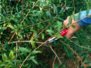 черенок граната