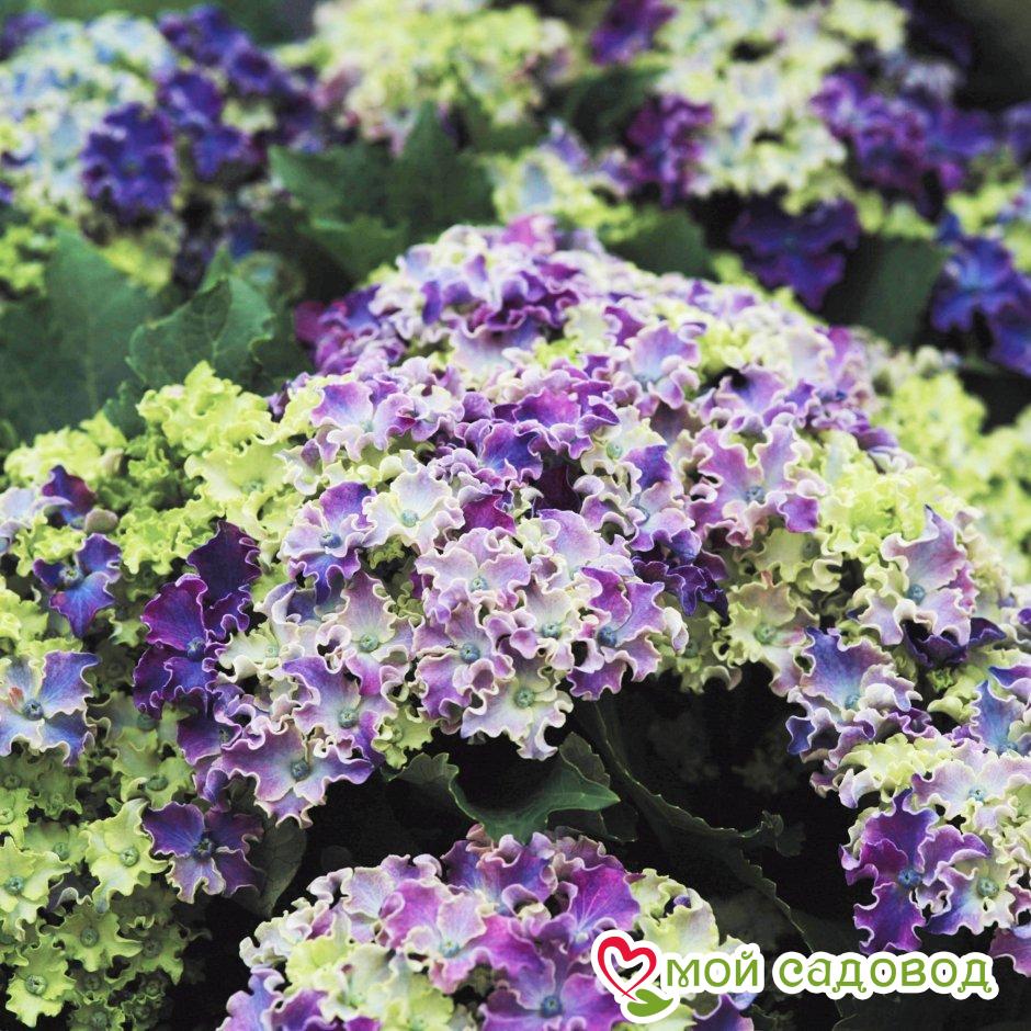 Гортензия Керли Спаркл Блю Пепл