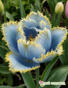 Тюльпан Махровый Амплуа